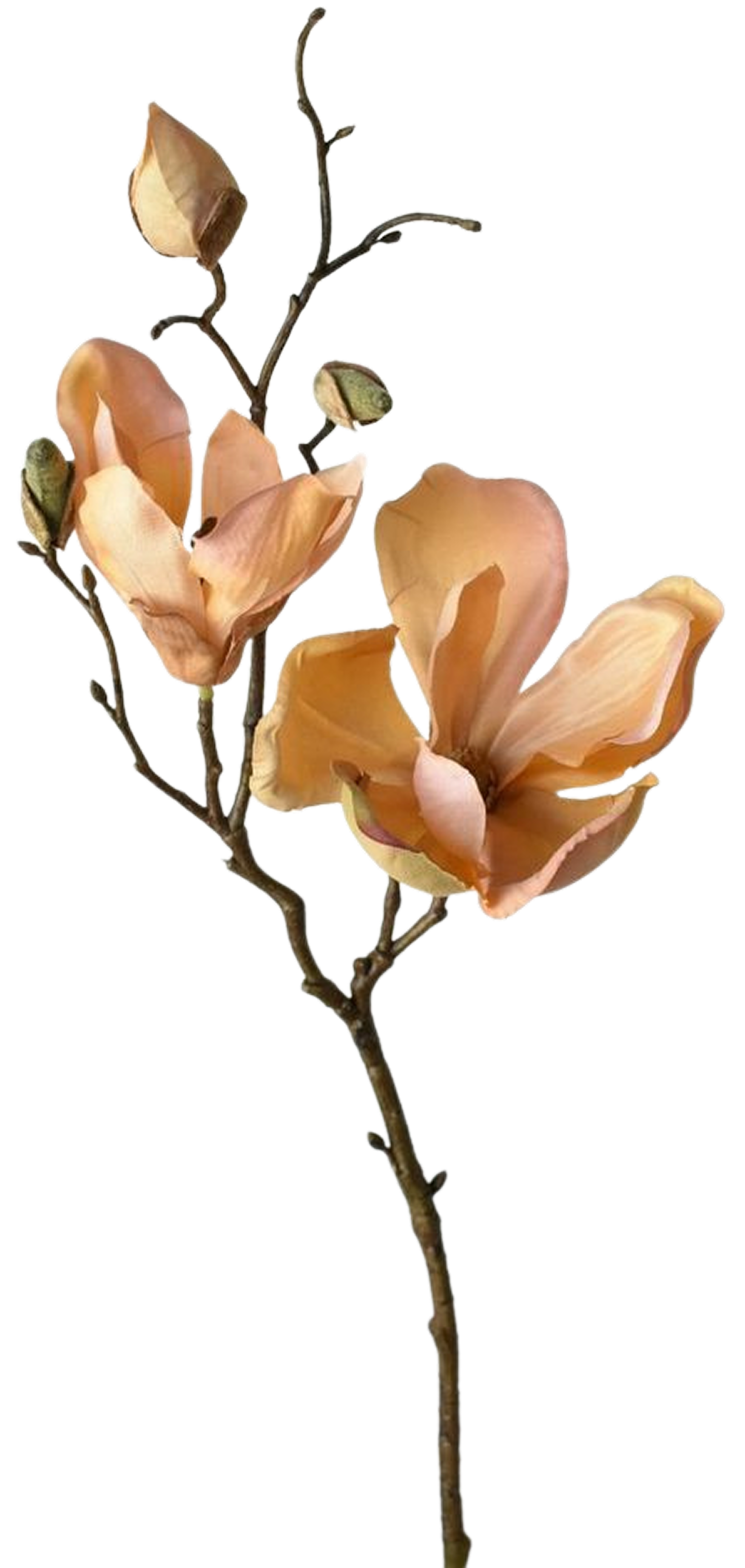 Magnolia